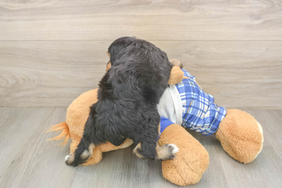 Best Mini Bernedoodle Baby