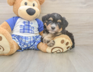 5 week old Mini Bernedoodle Puppy For Sale - Lone Star Pups