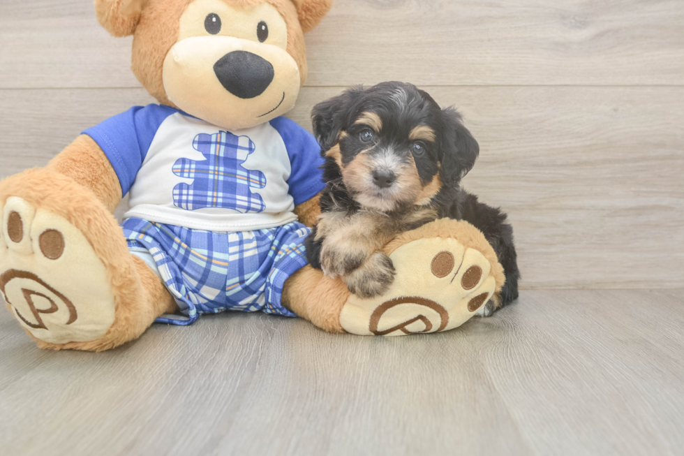 Popular Mini Bernedoodle Poodle Mix Pup