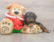 6 week old Mini Bernedoodle Puppy For Sale - Lone Star Pups