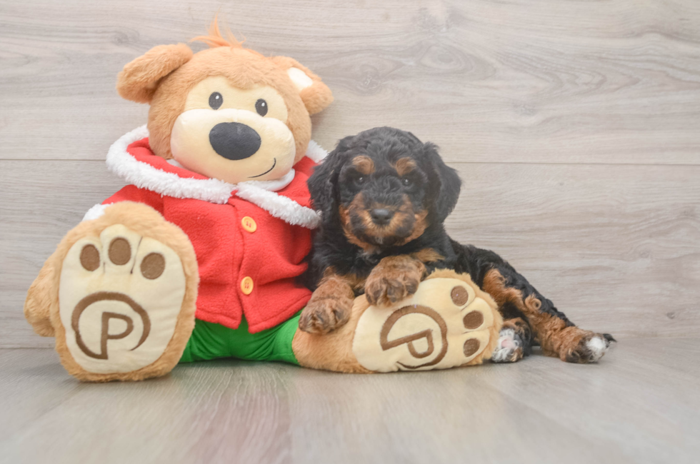 6 week old Mini Bernedoodle Puppy For Sale - Lone Star Pups