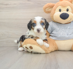 7 week old Mini Bernedoodle Puppy For Sale - Lone Star Pups