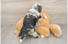 Little Mini Bernesedoodle Poodle Mix Puppy