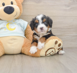 5 week old Mini Bernedoodle Puppy For Sale - Lone Star Pups