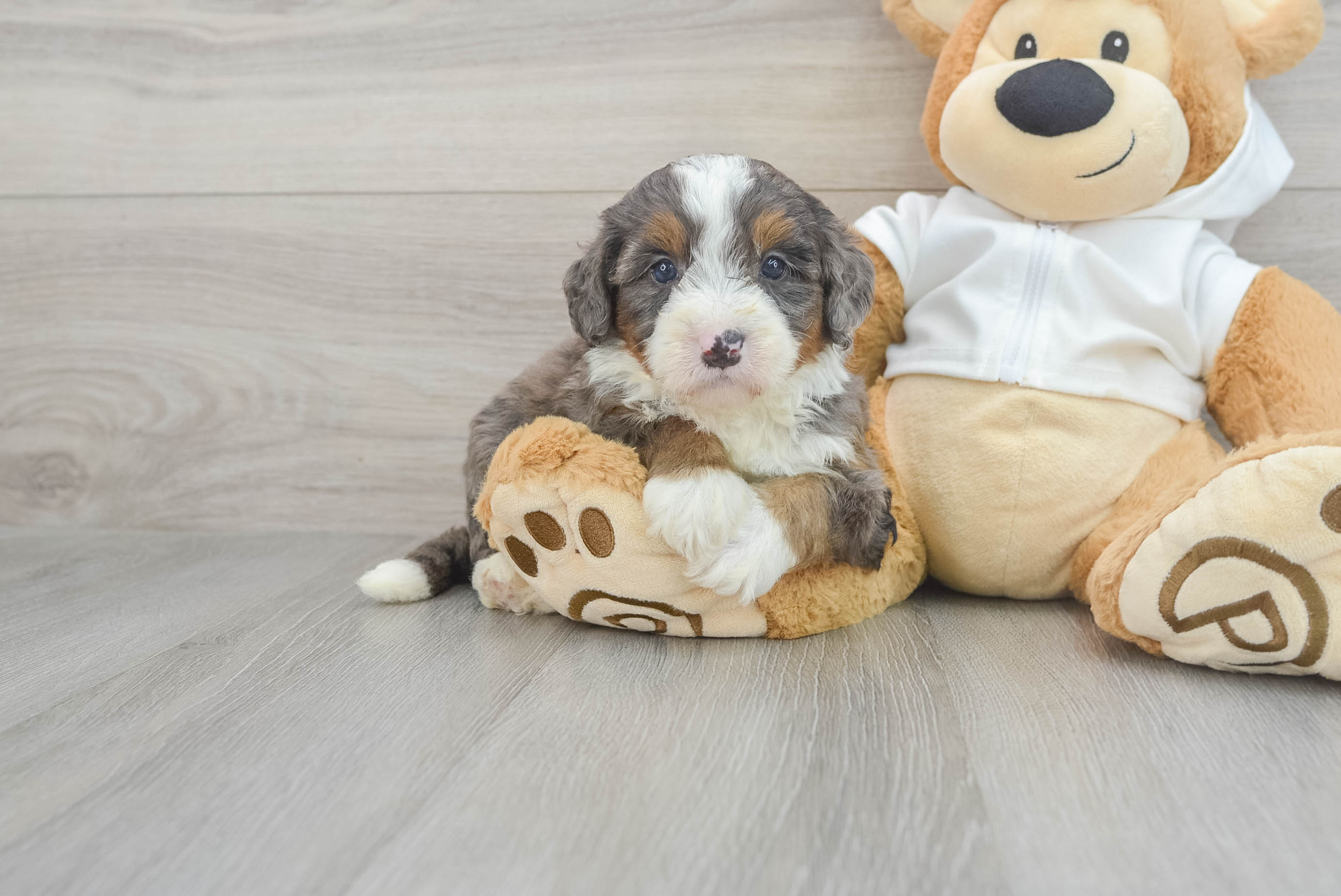 Energetic Bernadoodle Poodle Mix Puppy