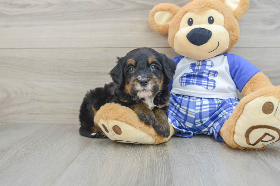 6 week old Mini Bernedoodle Puppy For Sale - Lone Star Pups