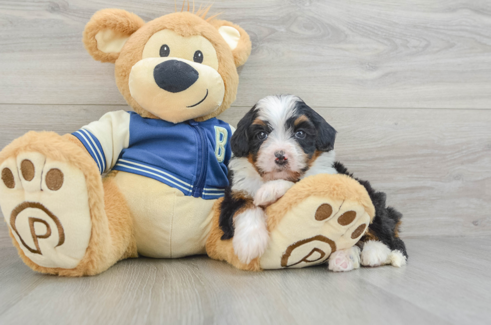 5 week old Mini Bernedoodle Puppy For Sale - Lone Star Pups