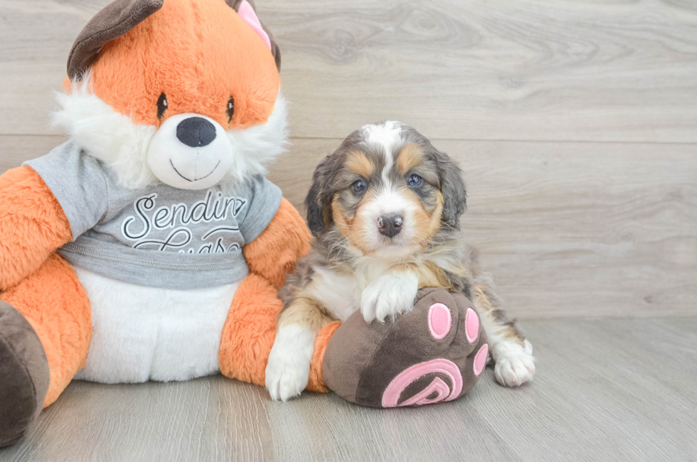 5 week old Mini Bernedoodle Puppy For Sale - Lone Star Pups