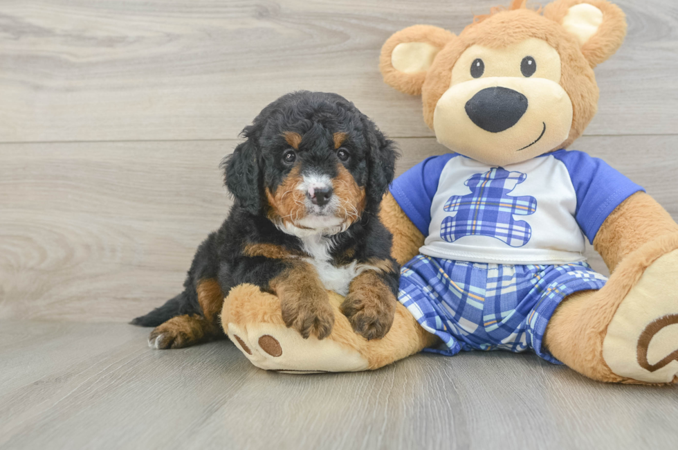 5 week old Mini Bernedoodle Puppy For Sale - Lone Star Pups