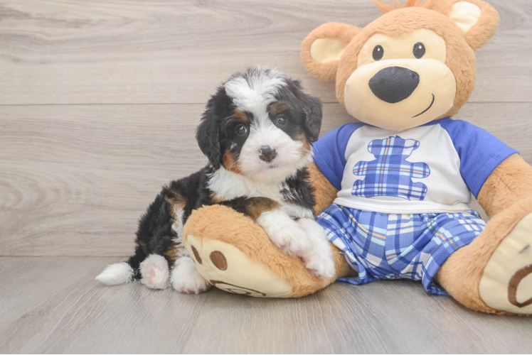 Happy Mini Bernedoodle Baby