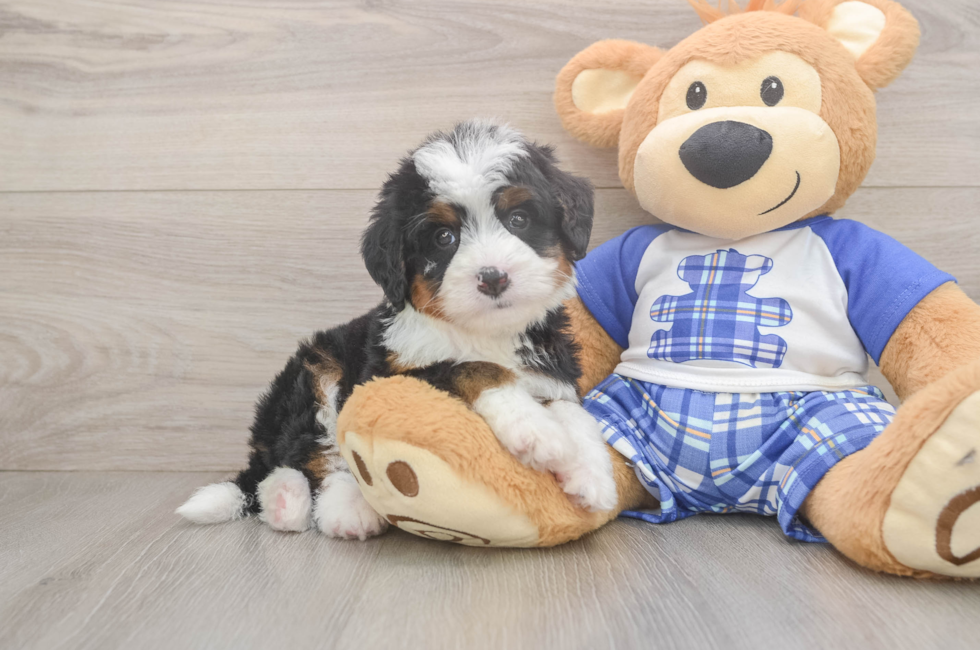 5 week old Mini Bernedoodle Puppy For Sale - Lone Star Pups