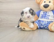 5 week old Mini Bernedoodle Puppy For Sale - Lone Star Pups