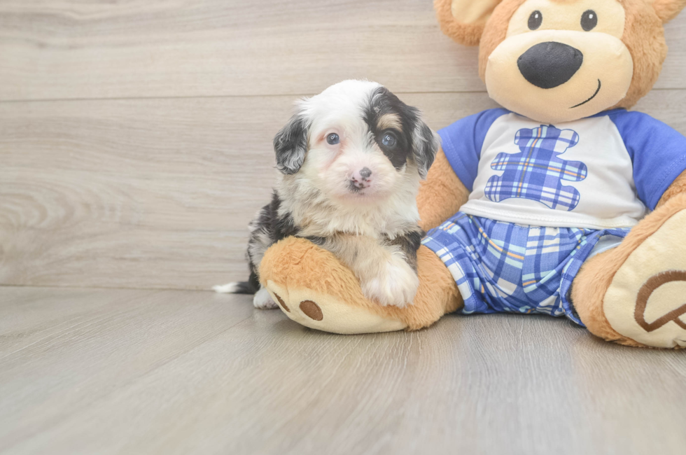 6 week old Mini Bernedoodle Puppy For Sale - Lone Star Pups