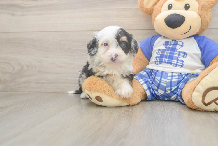 Meet Acadia - our Mini Bernedoodle Puppy Photo  1/3 - Lone Star Pups Petite Mini Bernedoodle Poodle Mix Pup