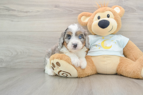 ACADIA, a Mini Bernedoodle littermate