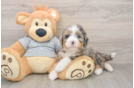 Happy Mini Bernedoodle Baby