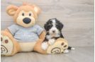 Smart Mini Bernedoodle Poodle Mix Pup