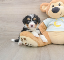 5 week old Mini Bernedoodle Puppy For Sale - Lone Star Pups