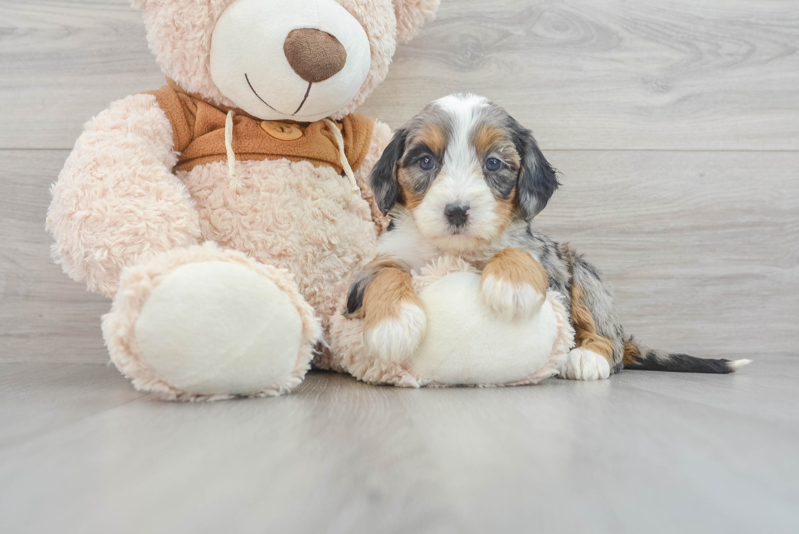 Mini Bernedoodle Pup Being Cute