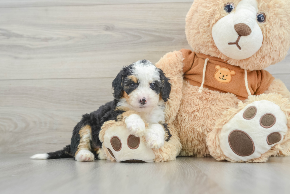 Mini Bernedoodle Puppy for Adoption