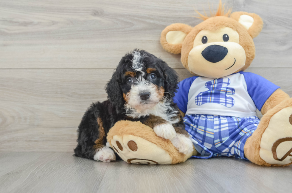 6 week old Mini Bernedoodle Puppy For Sale - Lone Star Pups