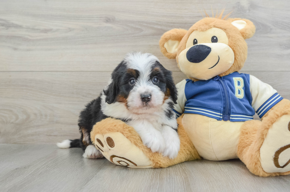 5 week old Mini Bernedoodle Puppy For Sale - Lone Star Pups