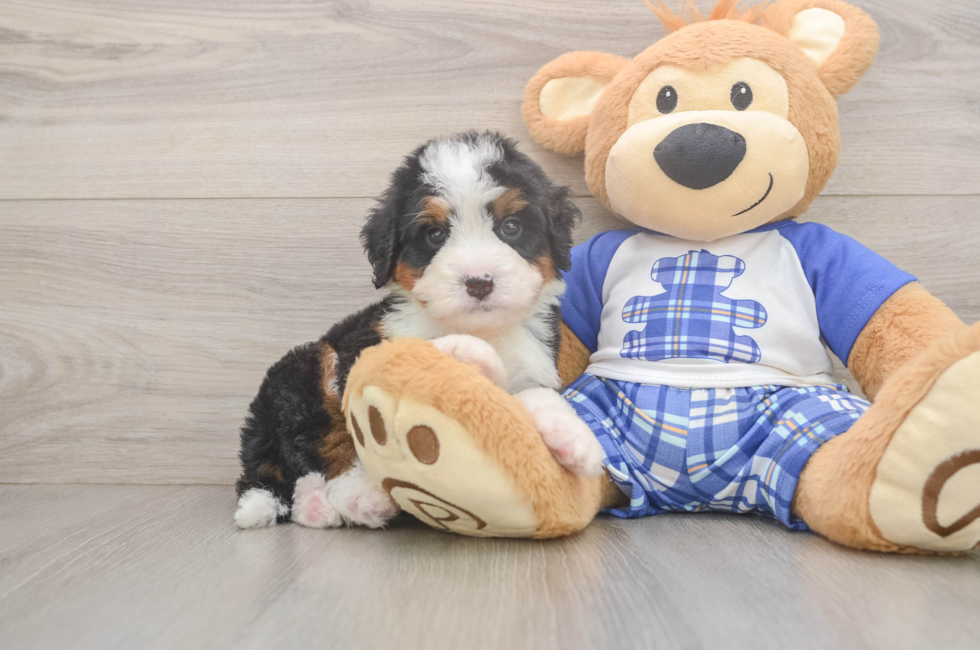 5 week old Mini Bernedoodle Puppy For Sale - Lone Star Pups