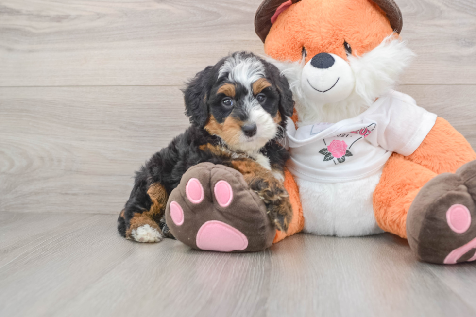 Best Mini Bernedoodle Baby