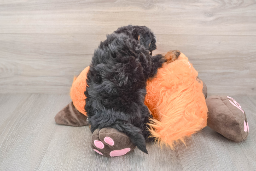 Best Mini Bernedoodle Baby