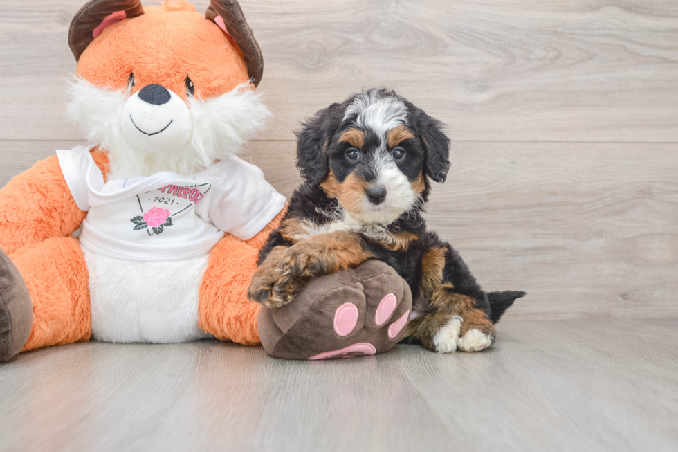 Mini Bernedoodle Puppy for Adoption