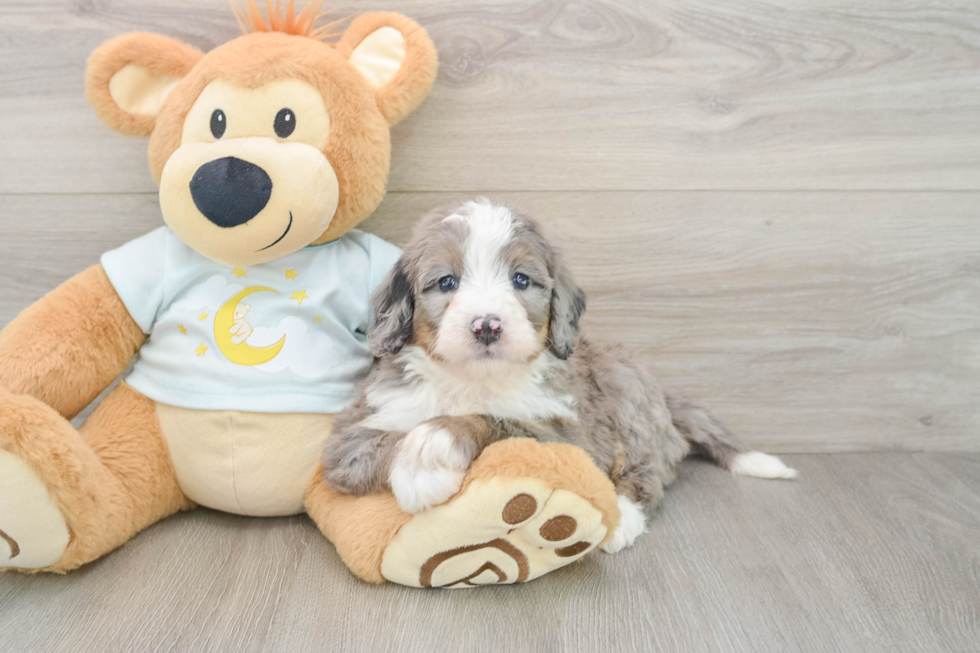 Adorable Mini Bernadoodle Poodle Mix Puppy