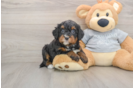 Mini Bernedoodle Puppy for Adoption