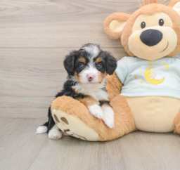 6 week old Mini Bernedoodle Puppy For Sale - Lone Star Pups