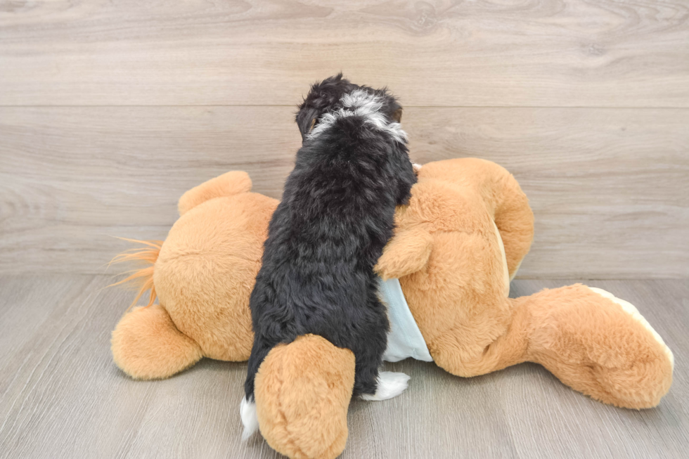 Mini Bernedoodle Puppy for Adoption