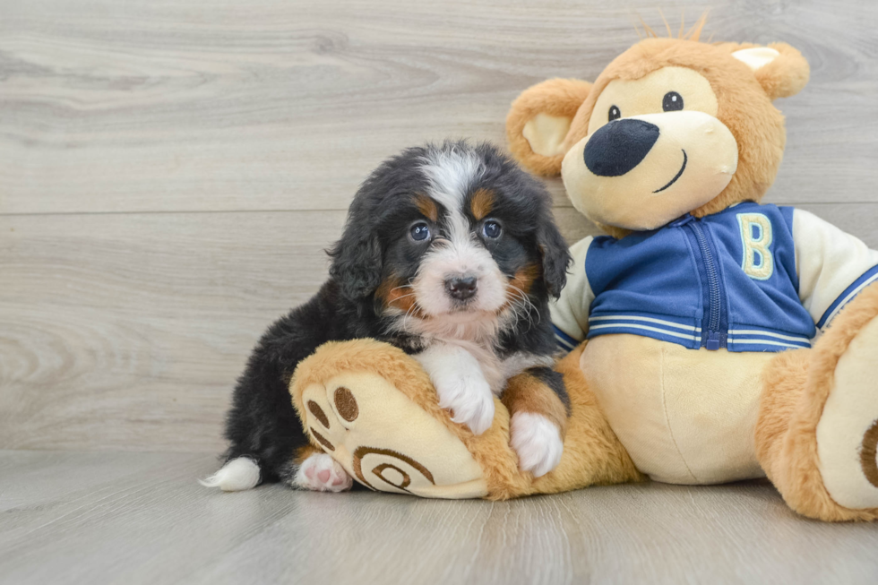 Mini Bernedoodle Puppy for Adoption