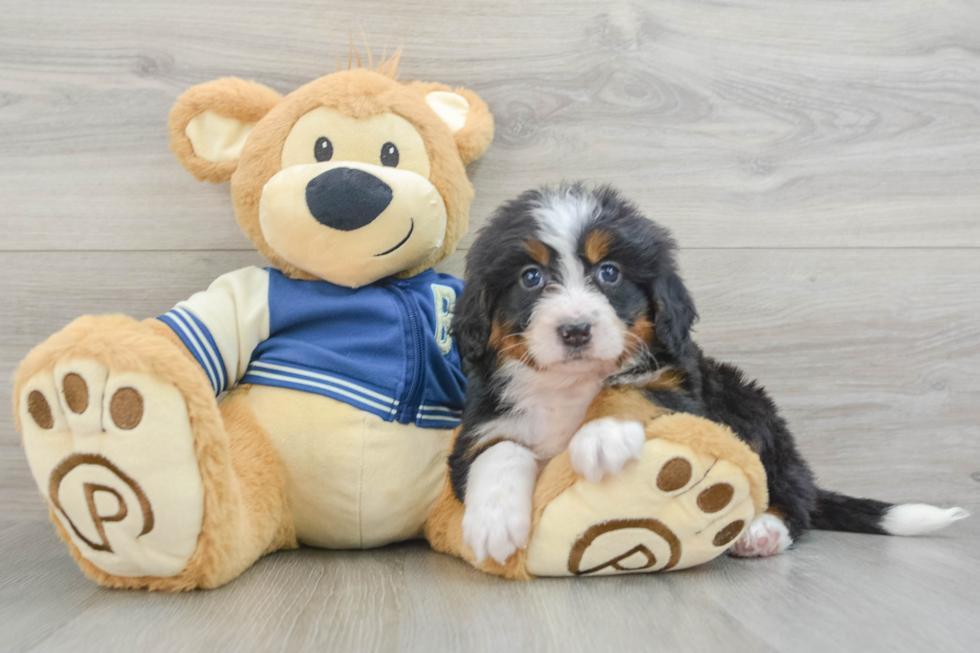 Small Mini Bernedoodle Baby