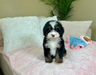 8 week old Mini Bernedoodle Puppy For Sale - Lone Star Pups