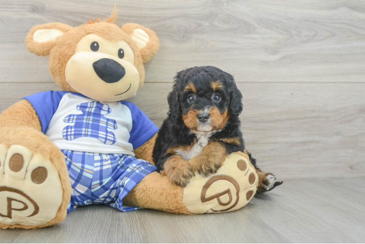 Cute Mini Bernedoodle Baby