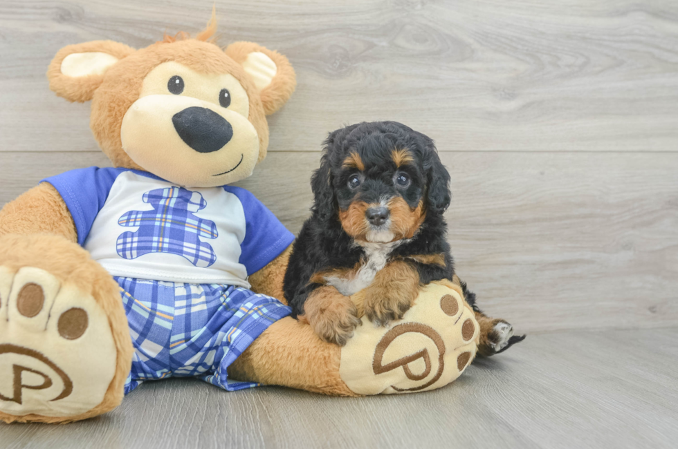 5 week old Mini Bernedoodle Puppy For Sale - Lone Star Pups