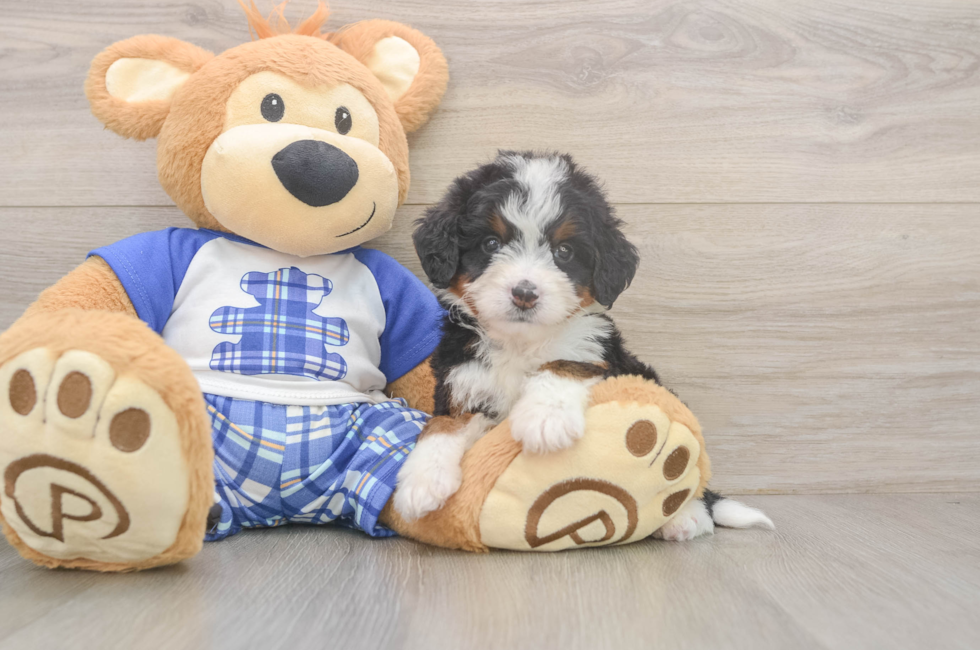 5 week old Mini Bernedoodle Puppy For Sale - Lone Star Pups