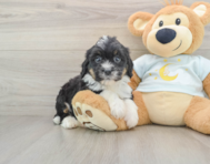 7 week old Mini Bernedoodle Puppy For Sale - Lone Star Pups