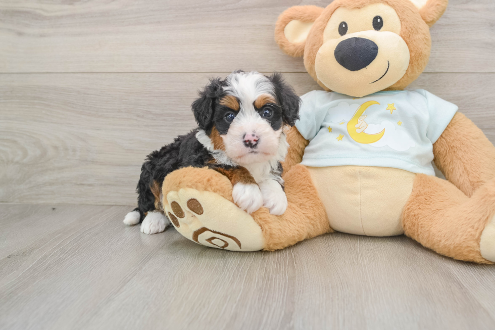 Popular Mini Bernedoodle Poodle Mix Pup