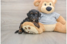 Popular Mini Bernedoodle Poodle Mix Pup