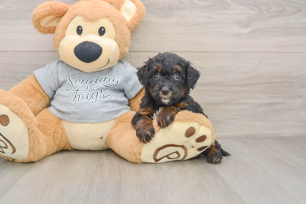 Happy Mini Bernedoodle Baby