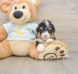 6 week old Mini Bernedoodle Puppy For Sale - Lone Star Pups