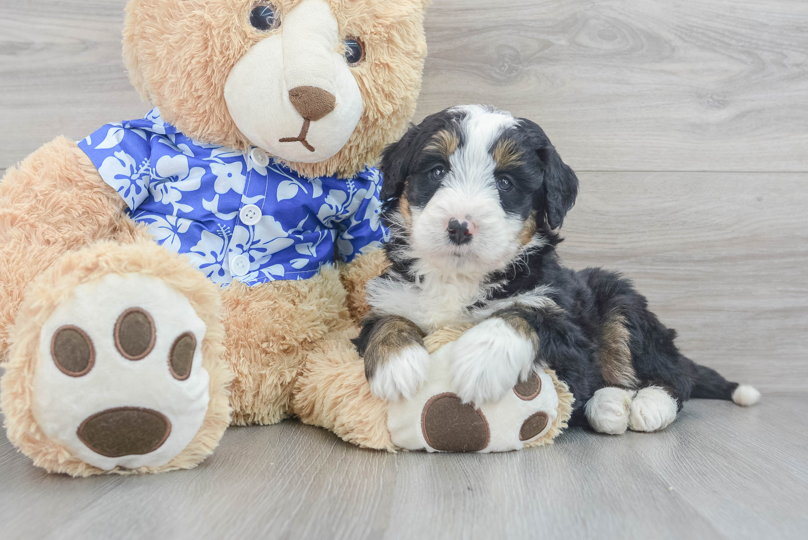 Best Mini Bernedoodle Baby