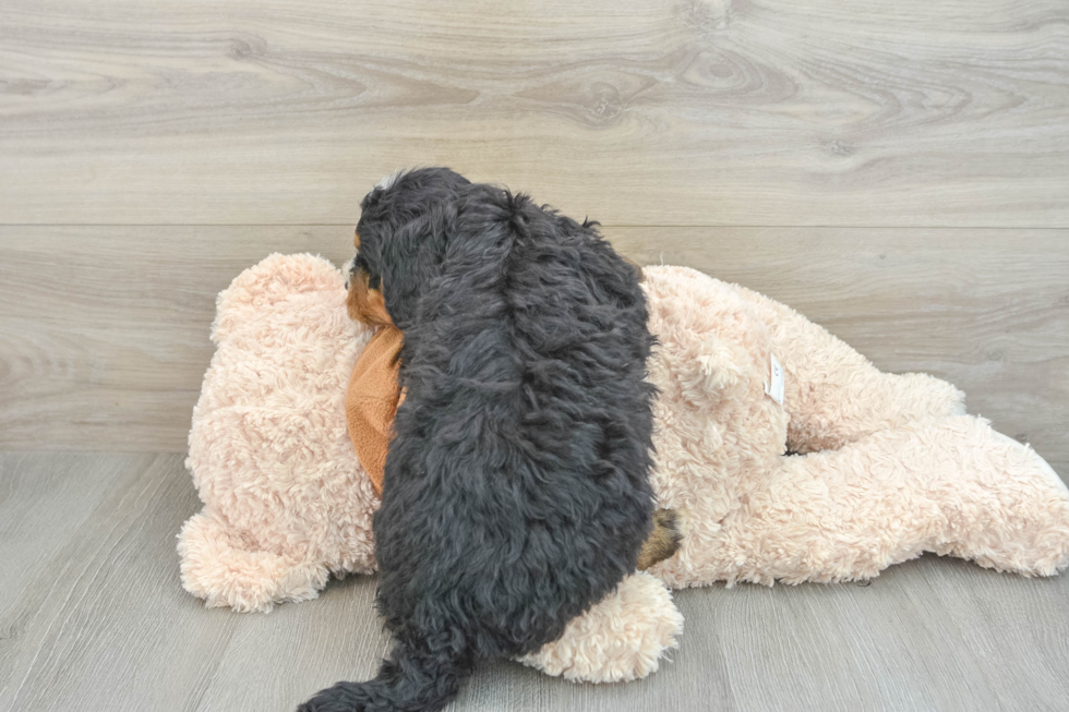 Mini Bernedoodle Pup Being Cute