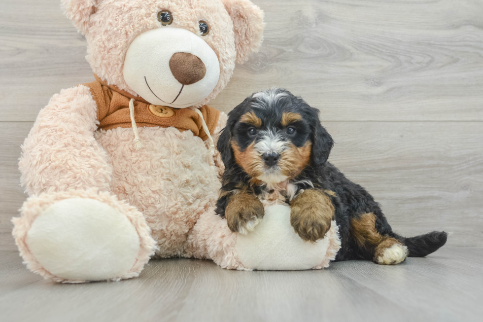 Mini Bernedoodle Pup Being Cute