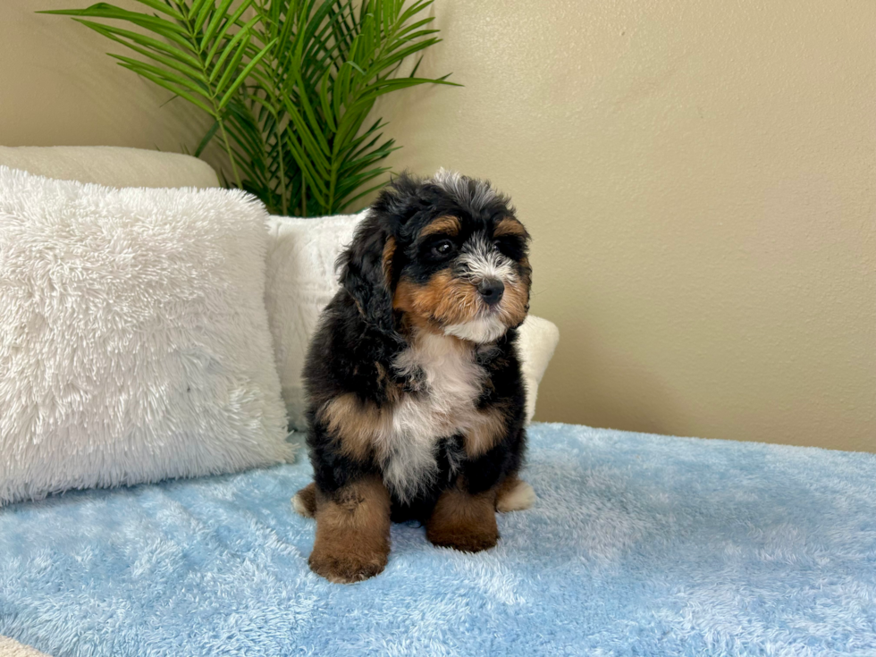 Cute Mini Berniedoodle Poodle Mix Puppy