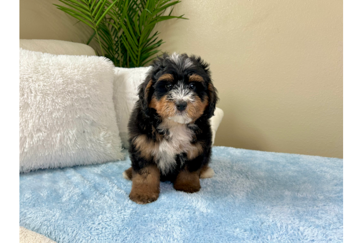 Best Mini Bernedoodle Baby